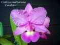 /album/fotogalerie-cattleya-walkeriana1/catt-walkeriana%20%c2%b4cambara%c2%b4-jpg/